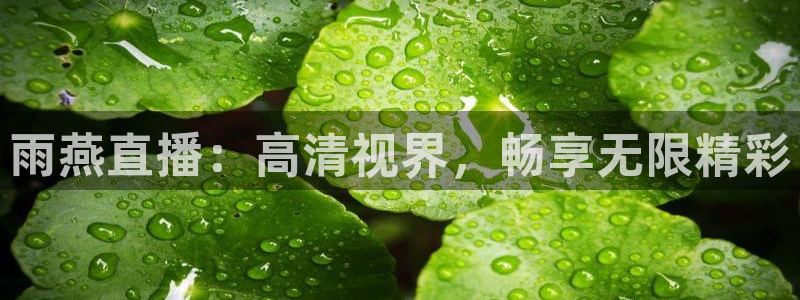nba免费观看在线看赛事直播吧：雨燕直播：高清视界，畅享无限精彩